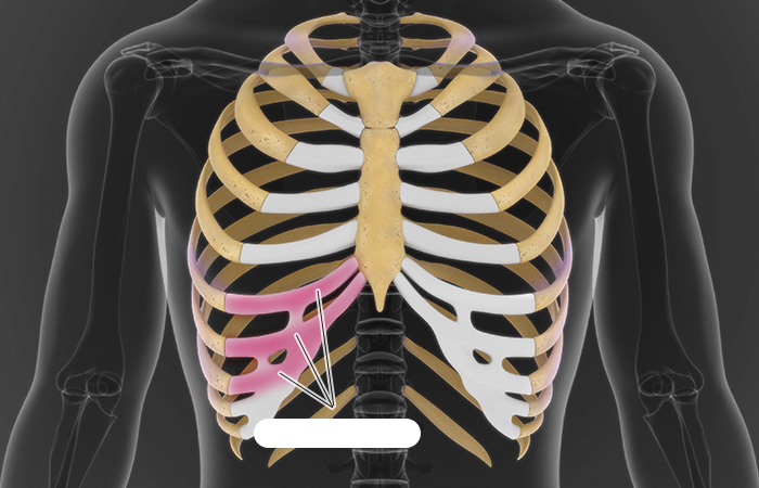 Why, Rib cartilage